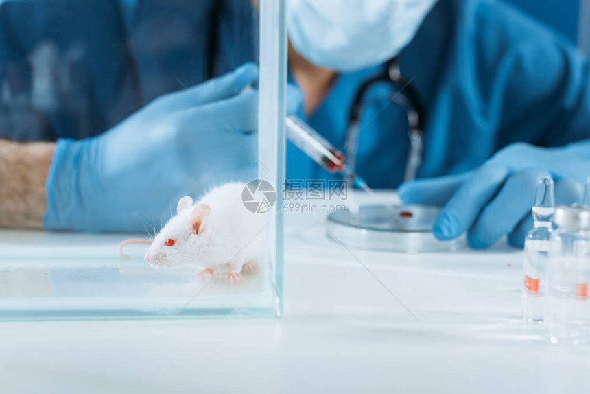 白鼠在靠近兽医的玻璃盒中选取焦点图片