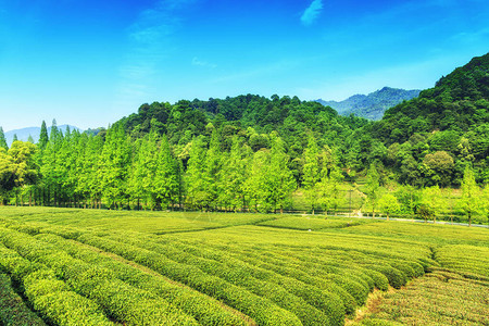 杭州西湖龙井茶园图片