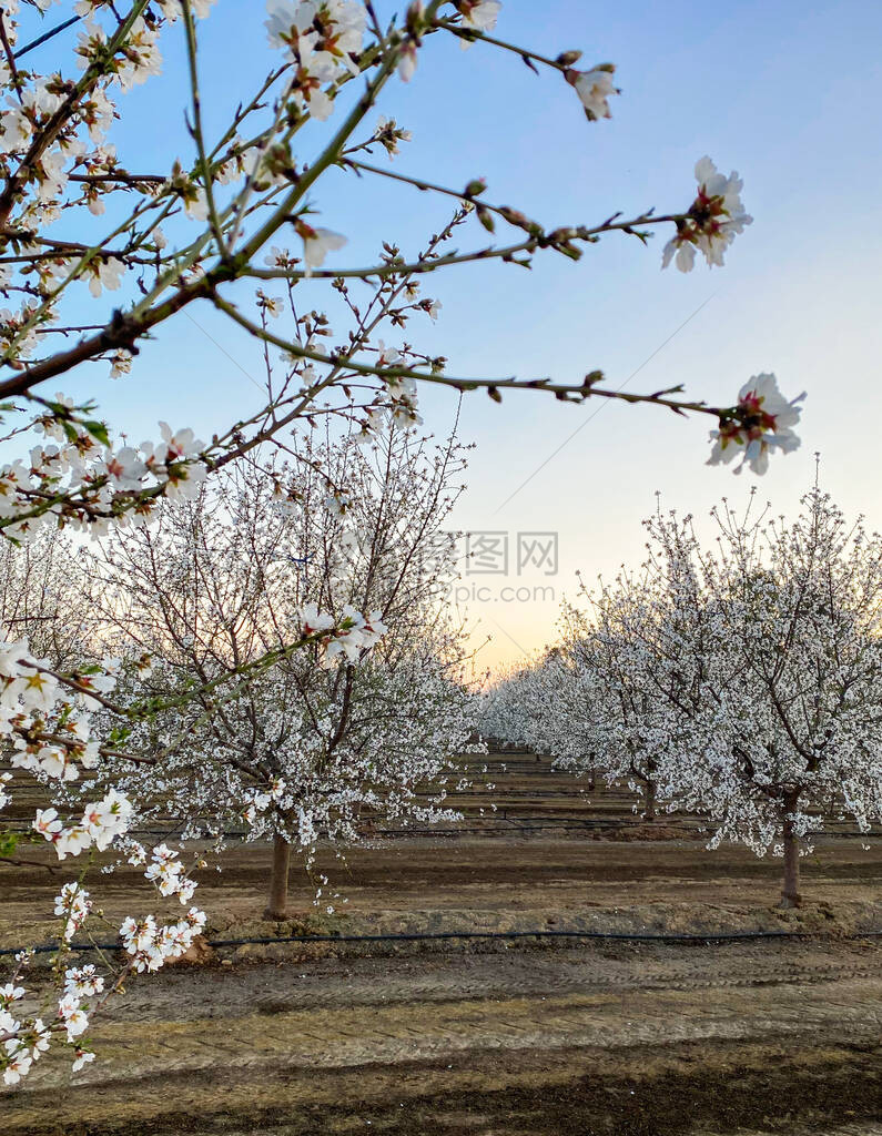 白杏花图片