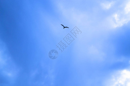 蓝天白云和一只飞翔的鸟图片