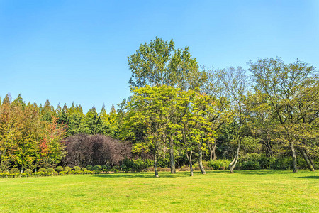 公园绿树林背景图片