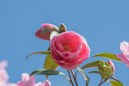 一些粉红色的山茶花在蓝天的衬托下绽放的特写镜头加拿大不列颠哥伦背景图片