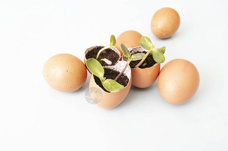 蛋壳和蛋中的种子植物图片