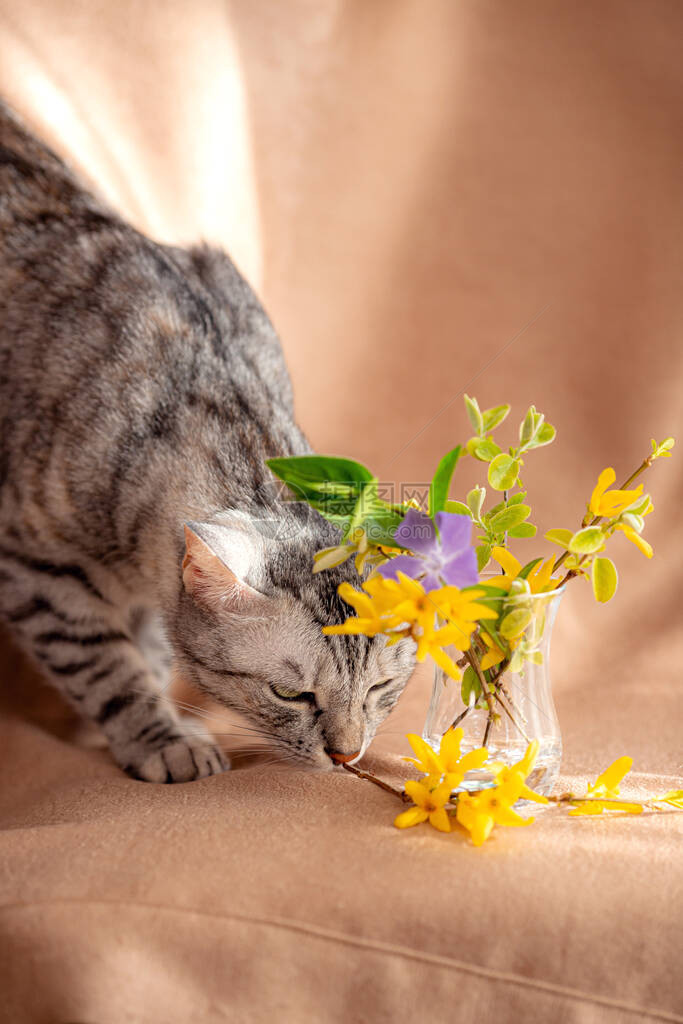 春天的鲜花束和好奇的小猫可爱的小猫这只猫正试图从一个小花瓶里吃花宠物和检疫的想法和概图片