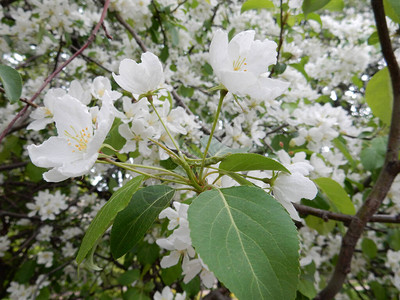 春天盛开的精致白花梨树在模糊的公园背景图片