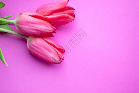 粉红色背景上美丽的粉红色郁金香春天背景复图片