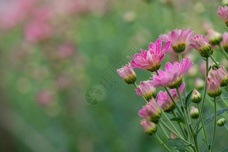 gerden的粉红色菊花图片
