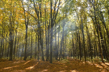 阳光穿过秋天森林的树枝图片