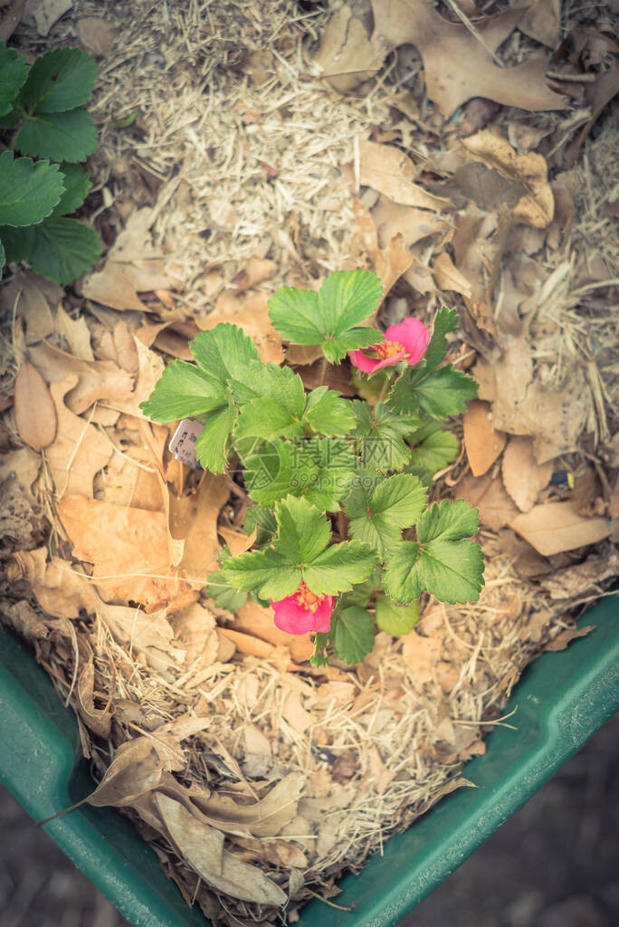 在美国得克萨斯州有厚叶浆的绿色塑料容器上生长着贴标签的托斯卡纳草莓植物鲜艳而华丽的深玫瑰红草图片