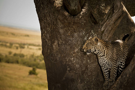 非洲荒野树上的豹子图片