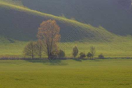 绿色的田野和树木的山丘图片