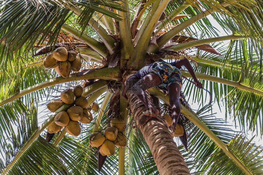男子攀爬Cocos收割机收获椰子棕榈树干锡兰椰子种植业斯里图片