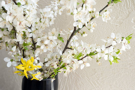 家里的苹果树开花了春天开白花图片