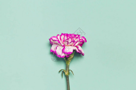 由彩色的康乃馨花制作的创意布局图片