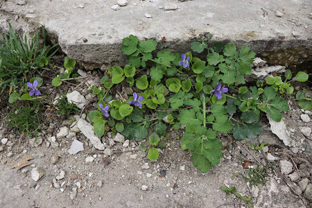 蓝色小花朵在石头上或水图片