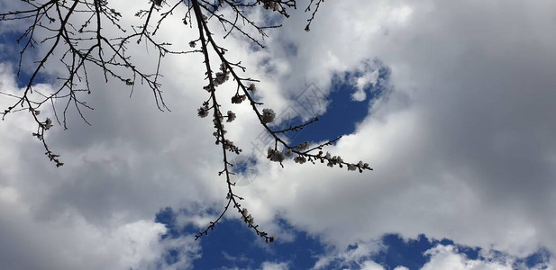 春天的树枝映衬着图片