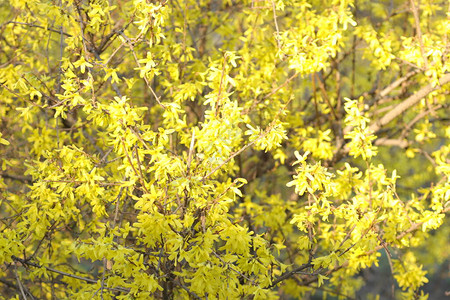 春天开花的树上黄色的花朵图片