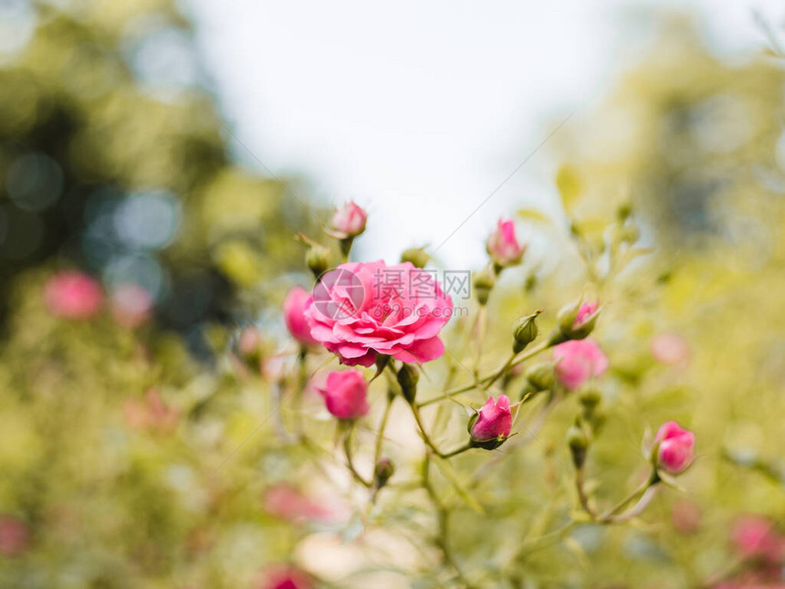 玫瑰花园里的粉红玫瑰花图片