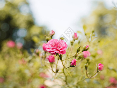 玫瑰花园里的粉红玫瑰花图片