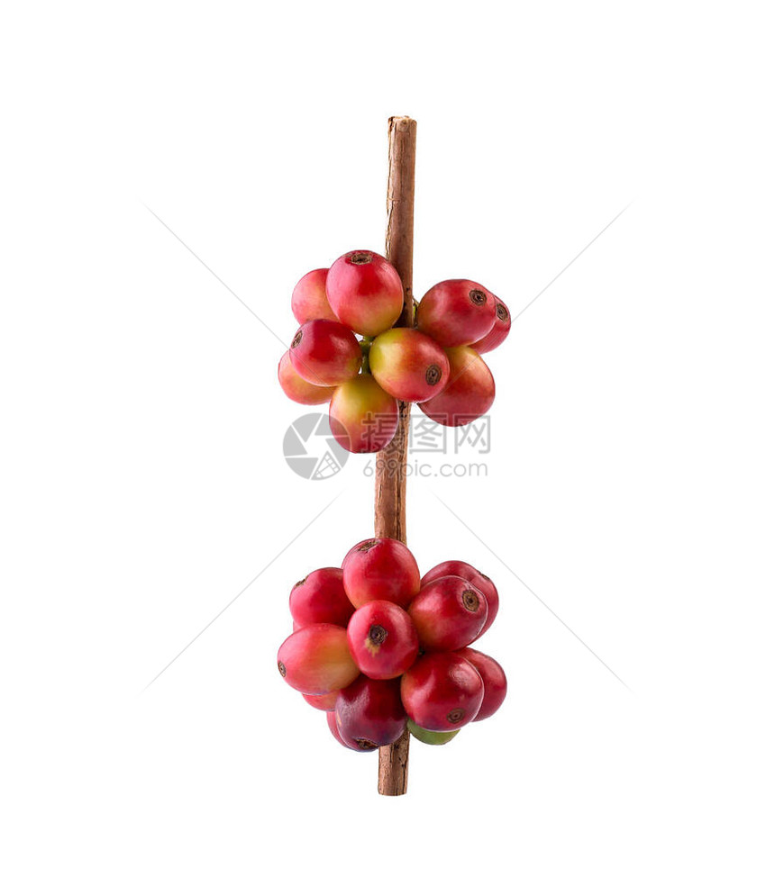 咖啡树枝上的红咖啡豆白底绝缘的成熟图片