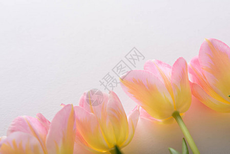 粉红背景花背景概念上方的粉红色郁金图片