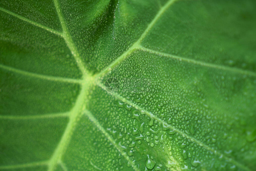 象耳植物新鲜的绿色巨叶上的雨滴水图片