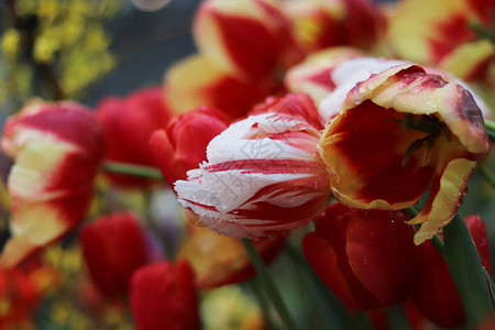红色的花朵和白色的花图片