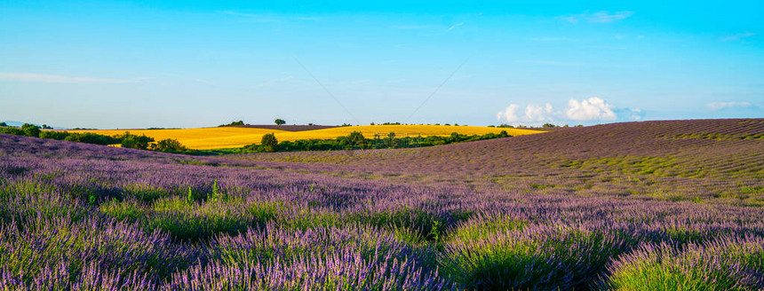 深蓝色的天空早晨夏天下的田间紫罗兰色薰衣草和金色田间小麦的全景薰衣草田的美丽形象自然背景普罗旺斯图片