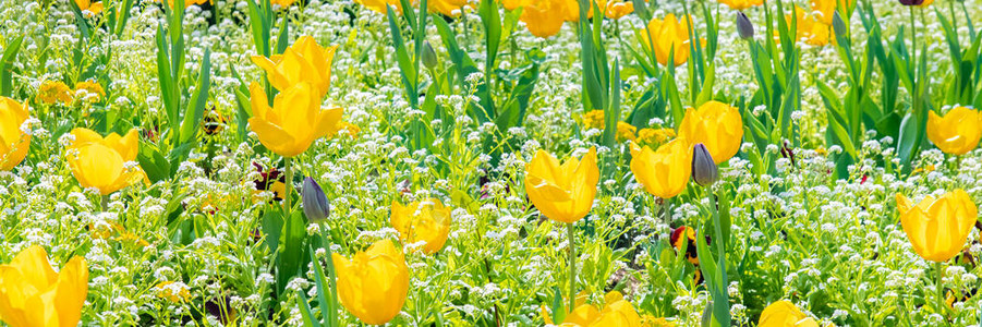 田野里的郁金香春天的花朵图片