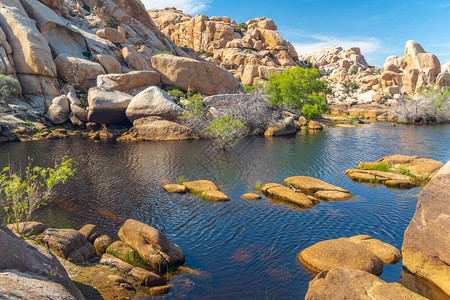 沙漠中的水加利福尼亚州约书亚树公园巴克水图片