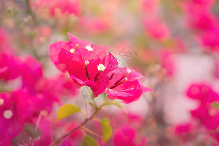 美丽的粉红色花瓣布吉安维利亚花卉植物图片