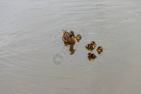 野鸭和小鸭子在湖里游泳图片