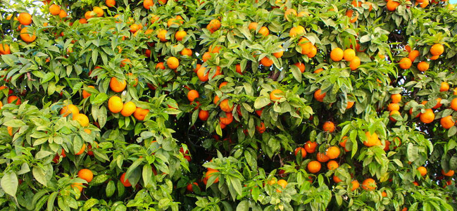 树上有很多美丽的橙子果实和叶子背景可图片