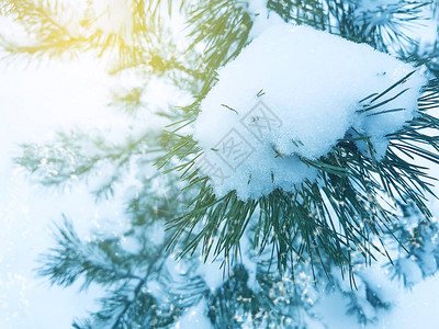雪中的圣诞树树枝图片