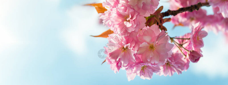 美丽的粉红樱花春天的樱花开与蓝天对图片