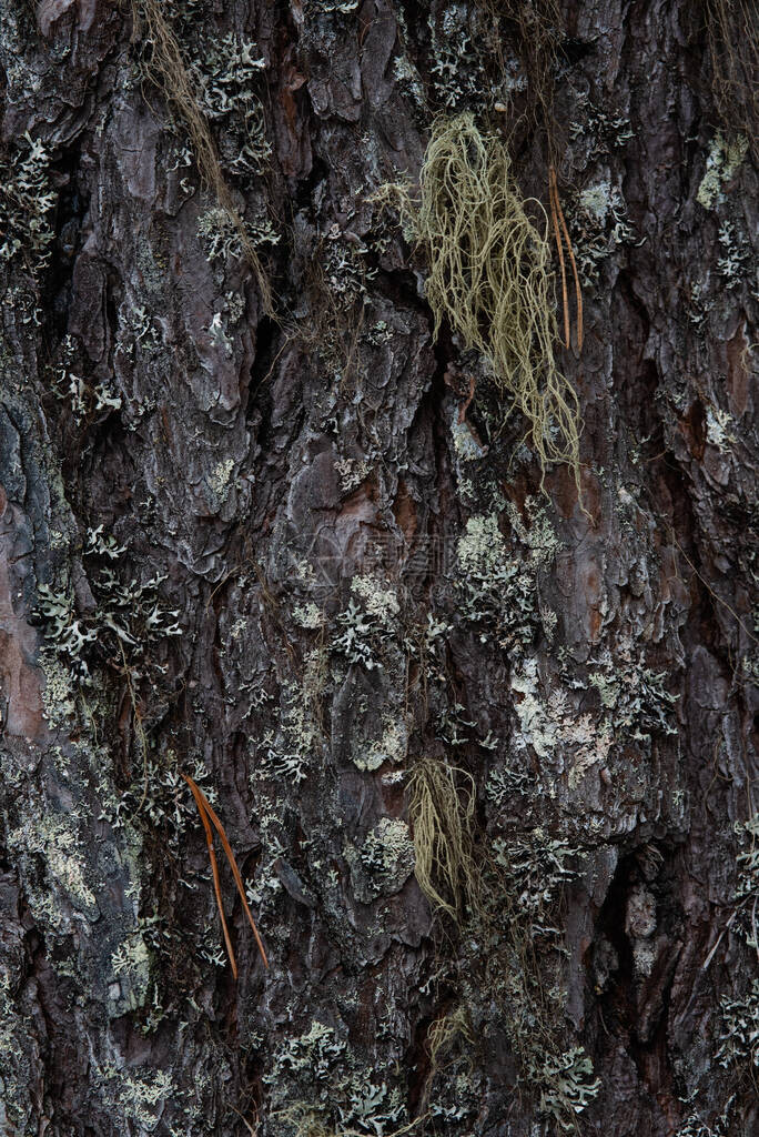 微距摄影长满苔藓和地衣的树皮图片