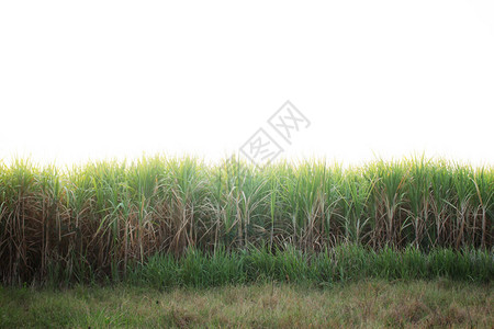 田地上的甘蔗农图片