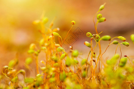 金光中春季莫斯波希利亚坚果组Micro图片
