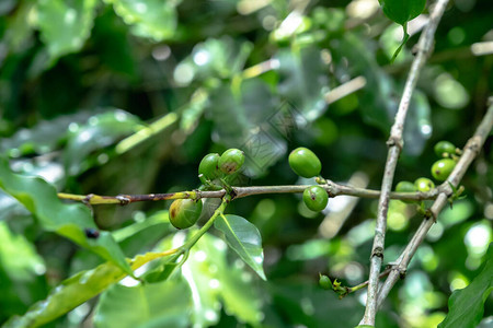 生长的绿色咖啡豆咖啡树上的绿色阿图片