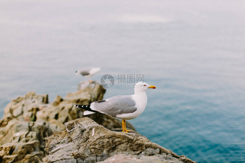 美丽的海鸥在石滩上海鸥在意大利美图片