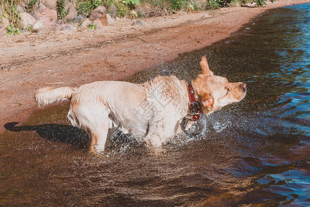 狗从水中摇下湿的拉图片