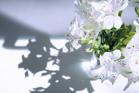 一束白色的花六出在阳光的照射下站在一张白色的桌子上图片