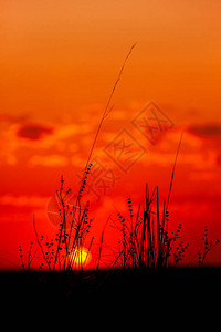 背景花晚上在一个夏日早晨的绿色田野上的美丽日出在绿色大fieldlandscape美妙的日背景图片