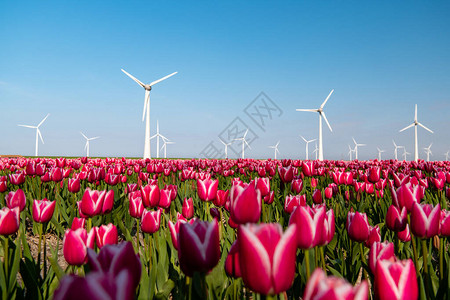 风车公园涡轮机荷兰的红色郁金香花田欧洲绿色能源图片