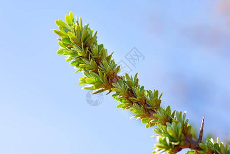 海角的小树枝有小叶子花园里的春天背景图片