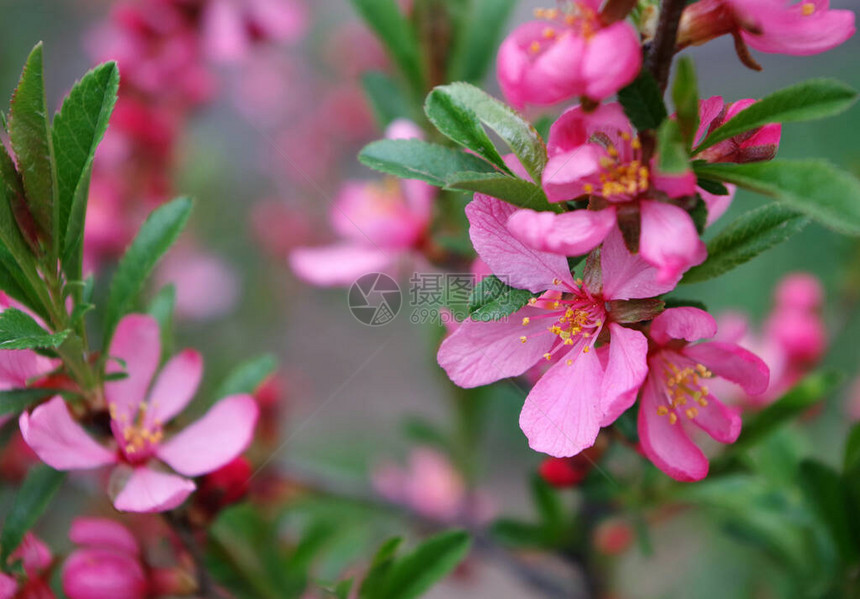 春天的花朵花园里盛开的粉红色樱花图片