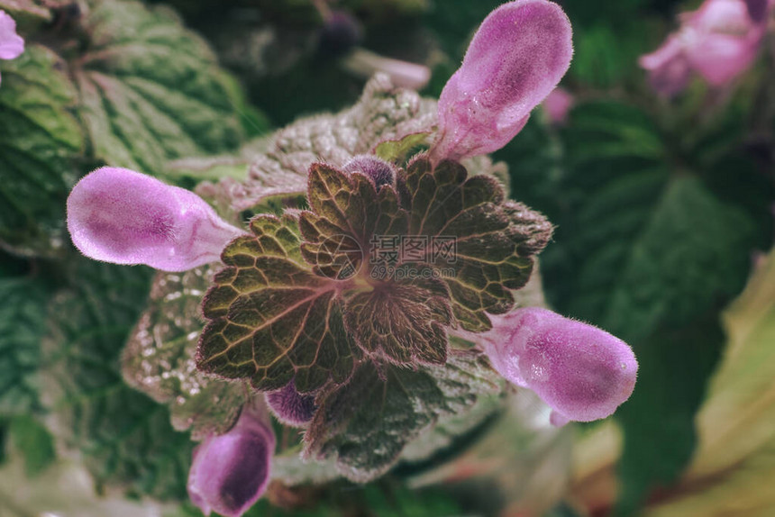 美丽的植物叶子有粉红色的流纹背景图片