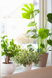 窗上白色花盆中的绿色室内植物fittonia龟背竹背景图片