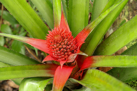 关闭生长在有红色叶子的热带凤梨科植物的红色菠萝花图片