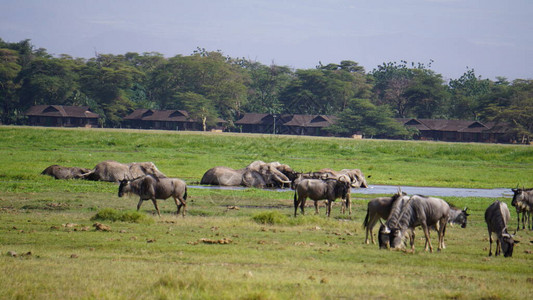 非洲肯尼亚安博塞利公园的角马图片